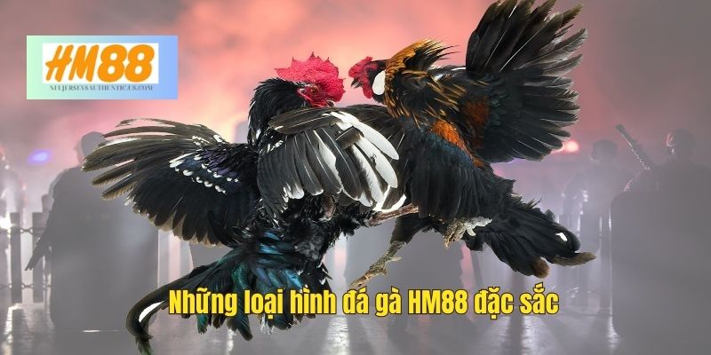 Những loại hình đá gà đặc sắc tại HM88